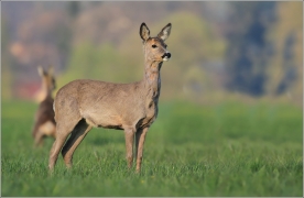 <p>SRNEC OBECNÝ (Capreolus capreolus) Šluknovsko - Jiříkov ---- /European roe deer - Reh/</p>